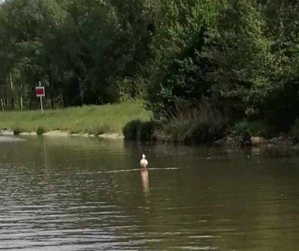 2021 05 16 Flamingo (1)