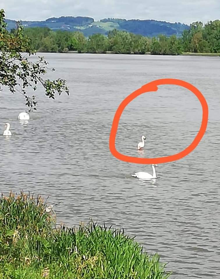 2021 05 16 Flamingo (4)