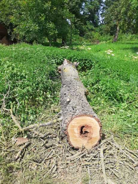 2021 07 24 Baum auf Straße (13)