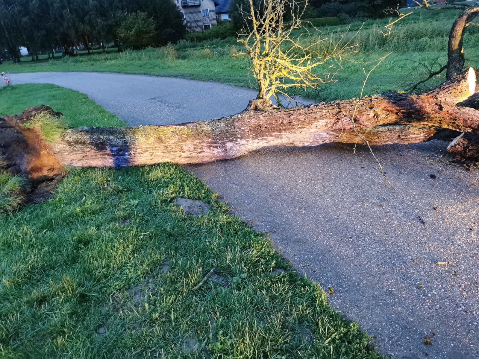 2021 08 07 Baum Eckmayr (10)