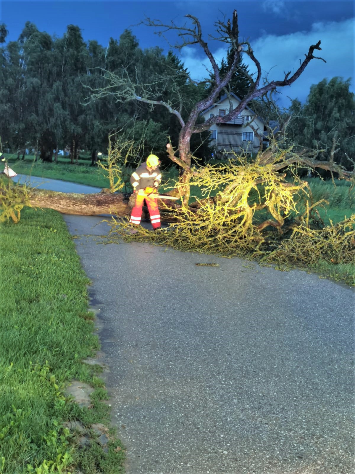 2021 08 07 Baum Eckmayr (2)