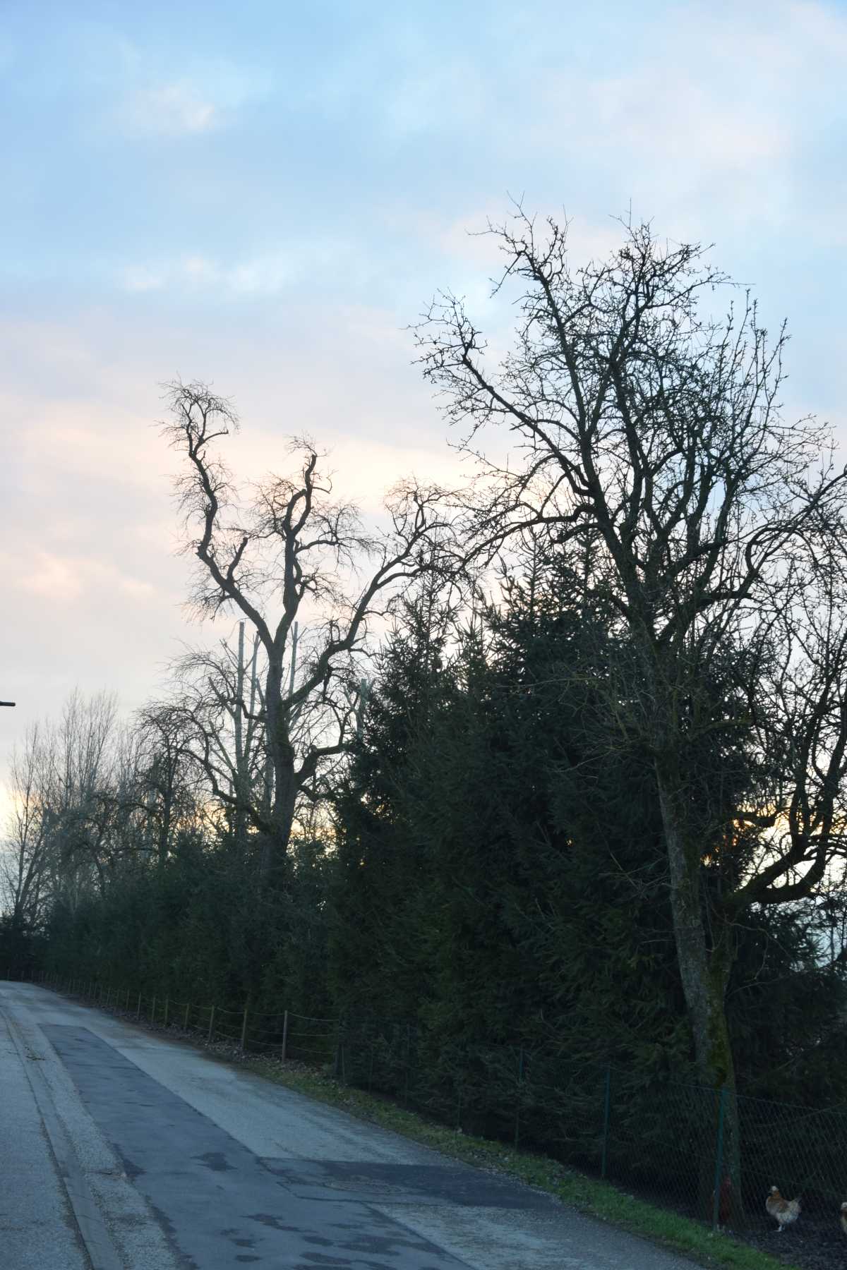 2021 12 17 Holzschlägerung (7)